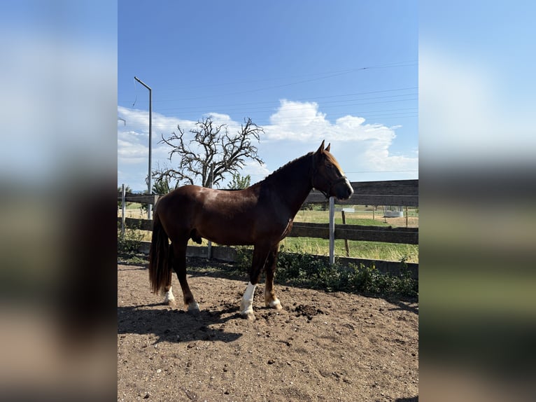South German Coldblood Stallion 2 years 16 hh Chestnut in TäferrotTäferrot