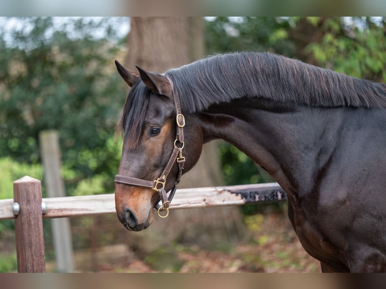 South German Coldblood Stallion 2 years 16,1 hh Brown in Wijchmaal