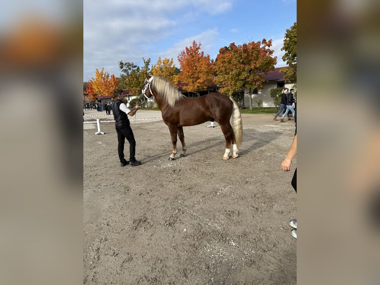 South German Coldblood Stallion 2 years 16,1 hh Chestnut in Siegsdorf