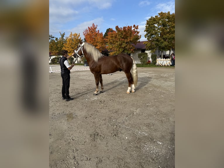 South German Coldblood Stallion 2 years 16,1 hh Chestnut in Siegsdorf