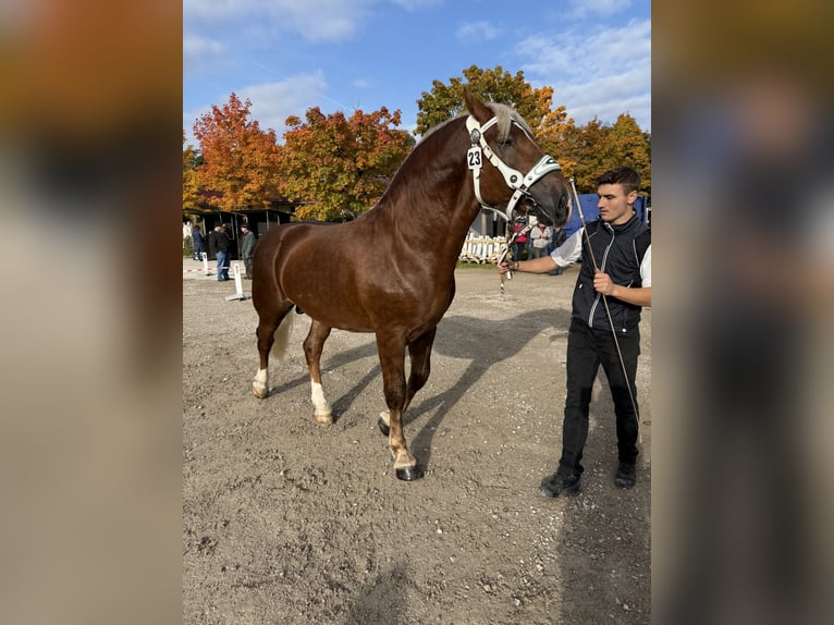 South German Coldblood Stallion 2 years 16,1 hh Chestnut in Siegsdorf