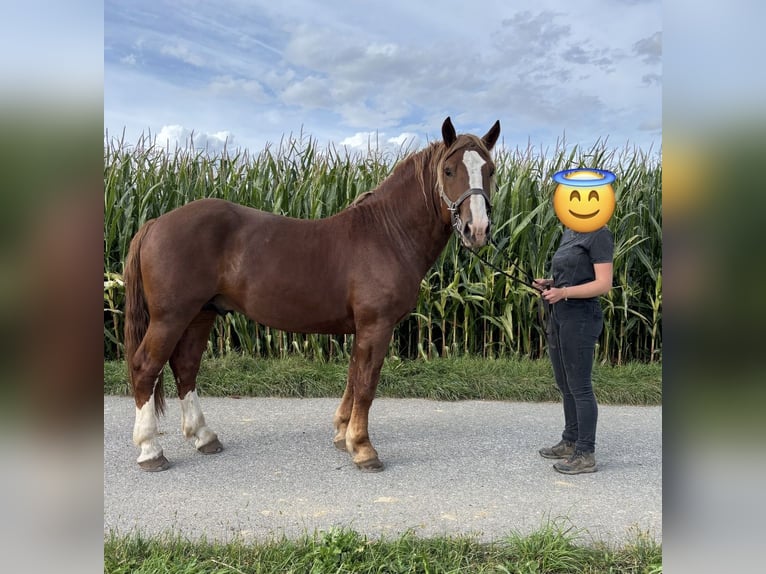 South German Coldblood Stallion 2 years 16,1 hh Sorrel in Utzstetten