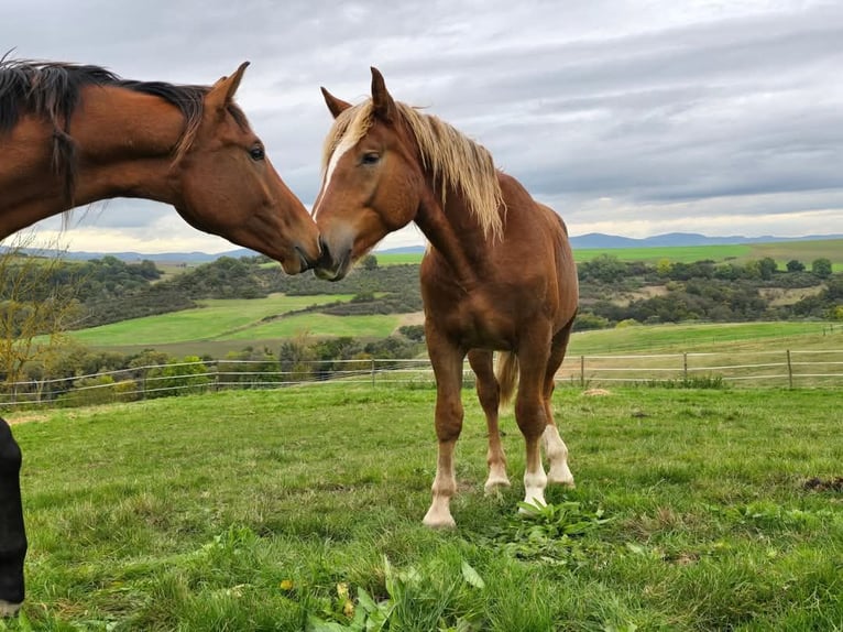 South German Coldblood Stallion 2 years Chestnut in Lonnig