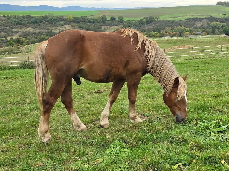 South German Coldblood Stallion 2 years Chestnut in Lonnig