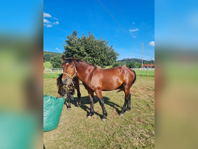 South German Coldblood Stallion 3 years 15,3 hh Brown in Wolfertschwenden