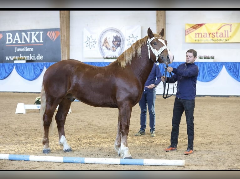 South German Coldblood Stallion 3 years 16,1 hh Sorrel in Hohenwarth