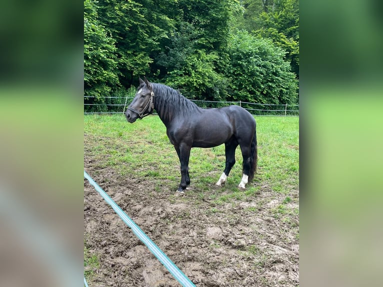 South German Coldblood Stallion 3 years 16 hh Black in Bad Rappenau