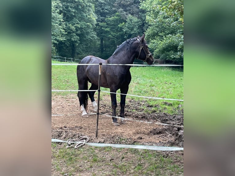 South German Coldblood Stallion 3 years 16 hh Black in Bad Rappenau