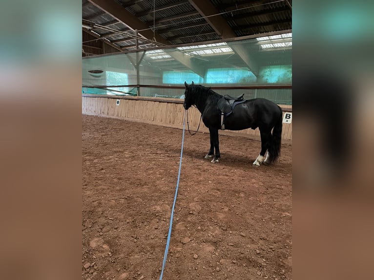 South German Coldblood Stallion 3 years 16 hh Black in Bad Rappenau