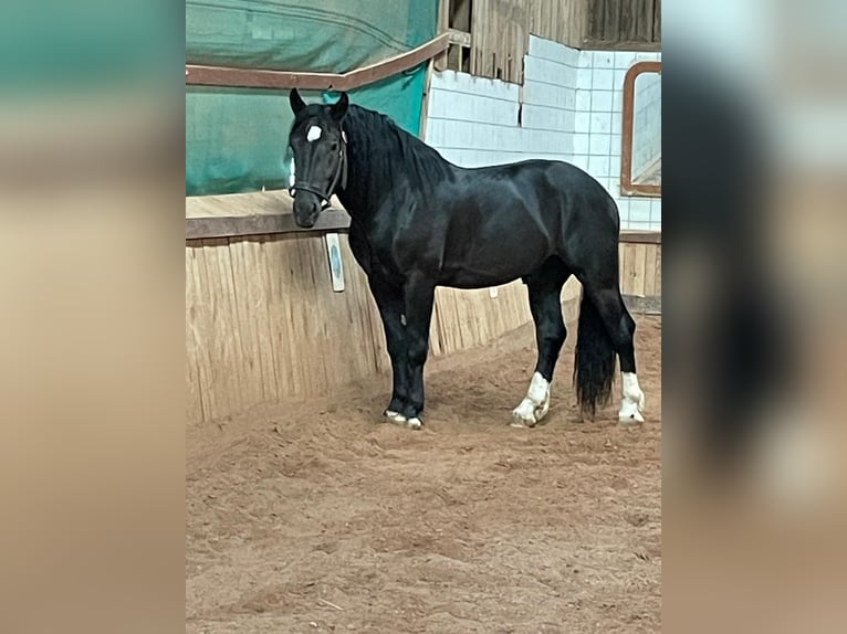 South German Coldblood Stallion 3 years 16 hh Black in Bad Rappenau