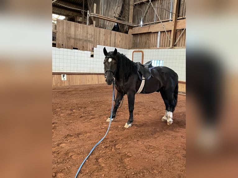 South German Coldblood Stallion 3 years 16 hh Black in Bad Rappenau