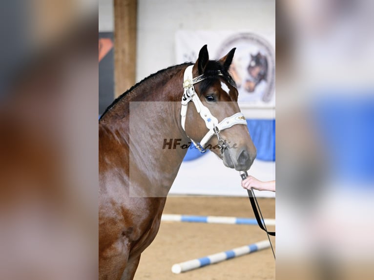 South German Coldblood Stallion 3 years 16 hh Brown in Frauenau