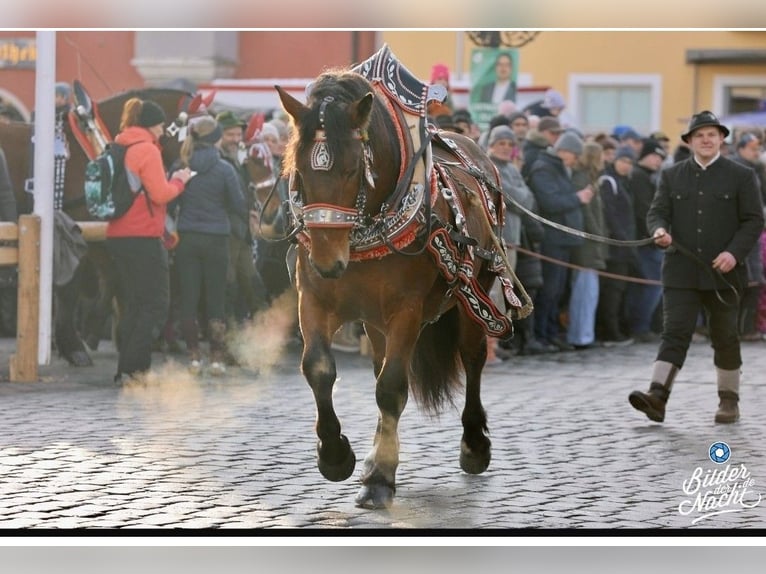 South German Coldblood Stallion 3 years 16 hh Brown in Frauenau