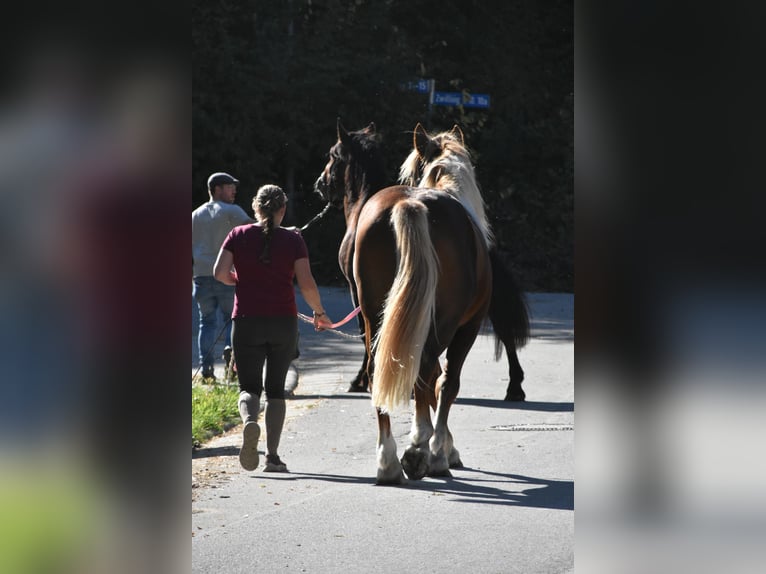South German Coldblood Stallion 3 years 16 hh Chestnut in Arnstorf