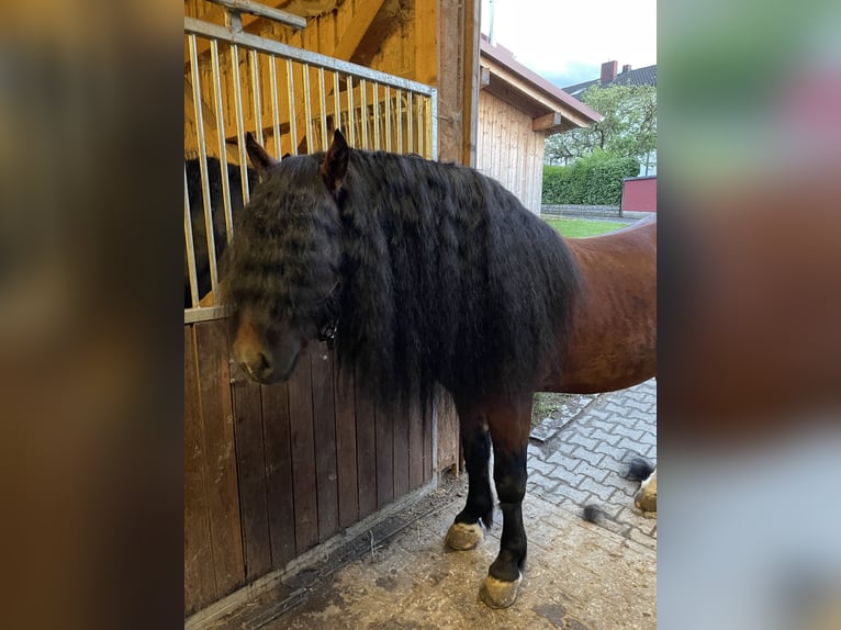 South German Coldblood Stallion 4 years 16,1 hh Brown in Hohenwarth