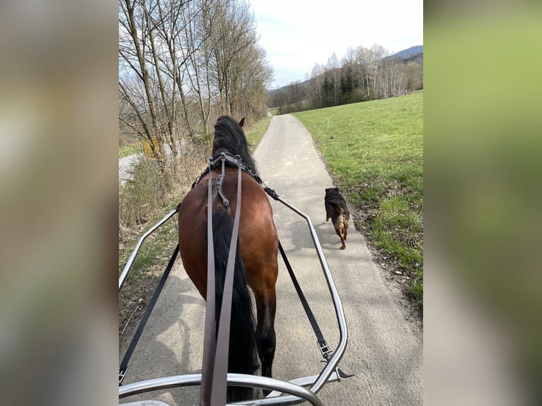 South German Coldblood Stallion 4 years 16,1 hh Brown in Hohenwarth