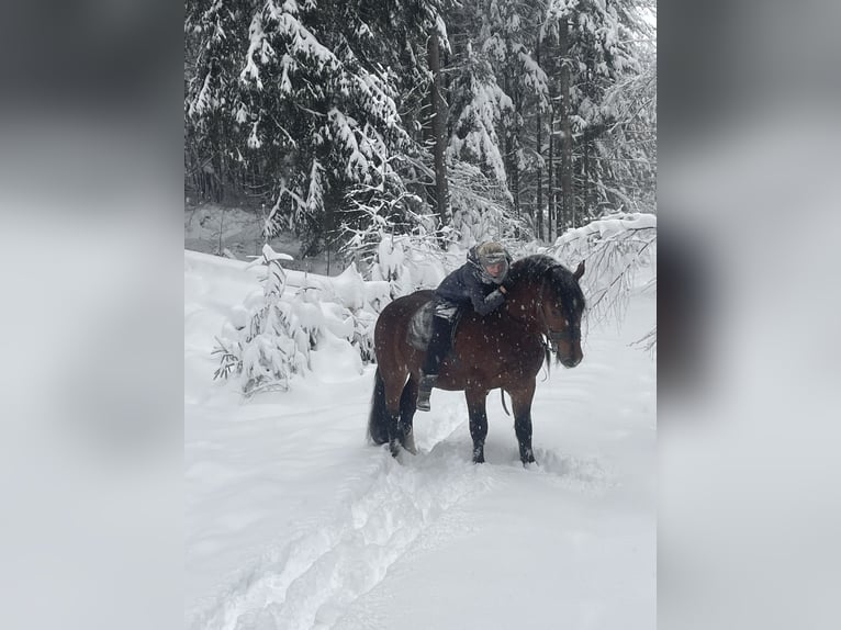 South German Coldblood Stallion 4 years 16,1 hh Brown in Hohenwarth