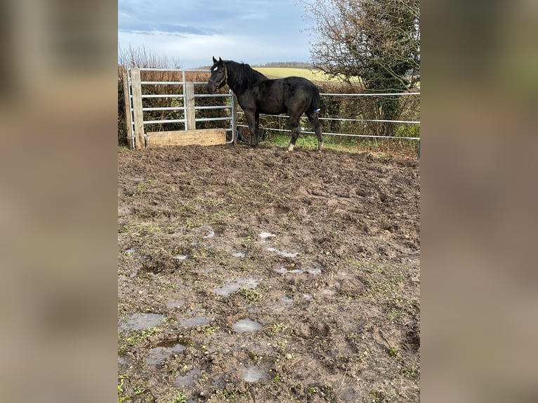 South German Coldblood Stallion 4 years 16 hh Black in Bad Rappenau