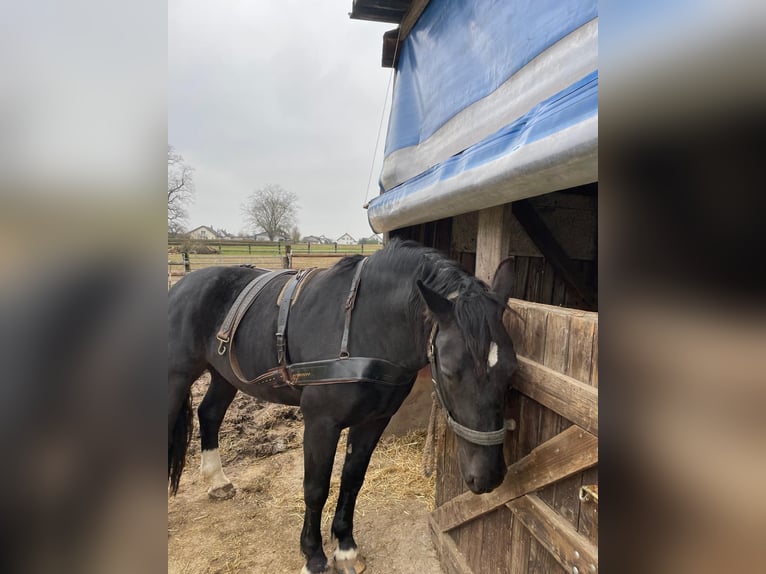 South German Coldblood Stallion 4 years 16 hh Black in Bad Rappenau