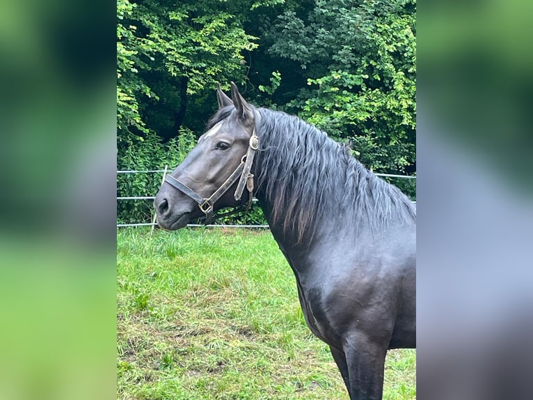 South German Coldblood Stallion 4 years 16 hh Black in Bad Rappenau