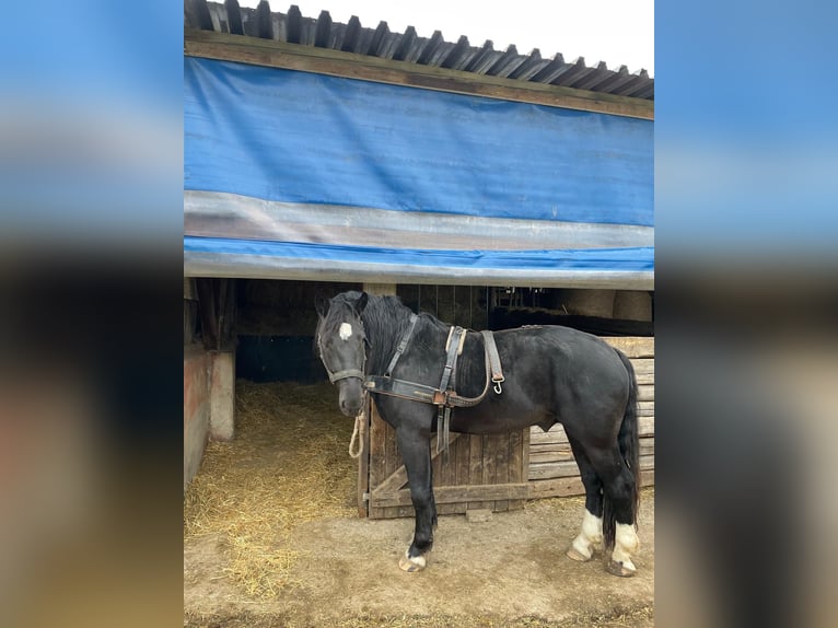 South German Coldblood Stallion 4 years 16 hh Black in Bad Rappenau