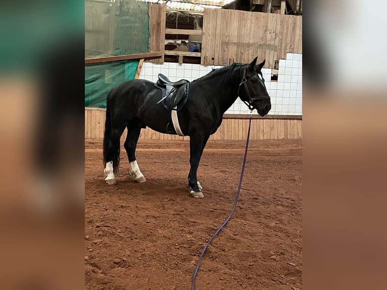 South German Coldblood Stallion 4 years 16 hh Black in Bad Rappenau