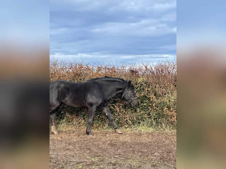 South German Coldblood Stallion 4 years 16 hh Black in Bad Rappenau