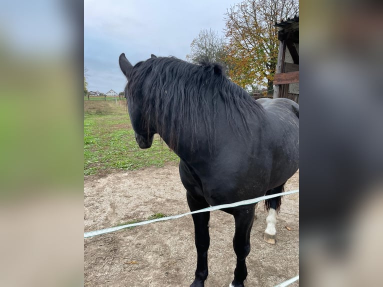 South German Coldblood Stallion 4 years 16 hh Black in Bad Rappenau