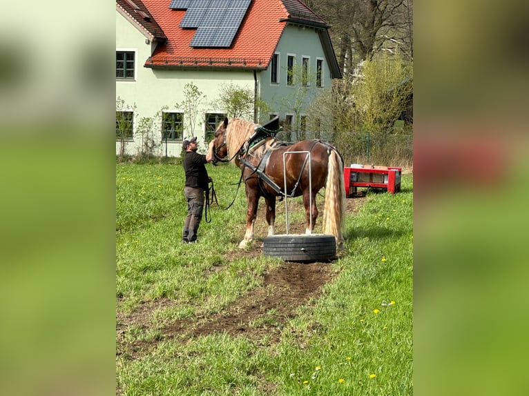 South German Coldblood Stallion 5 years 17,1 hh Chestnut-Red in Arrach