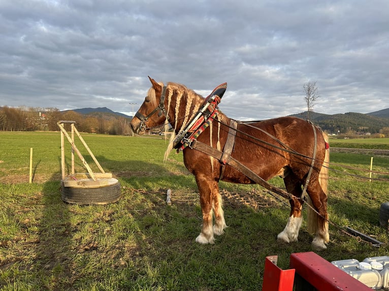 South German Coldblood Stallion 5 years 17,1 hh Chestnut-Red in Arrach