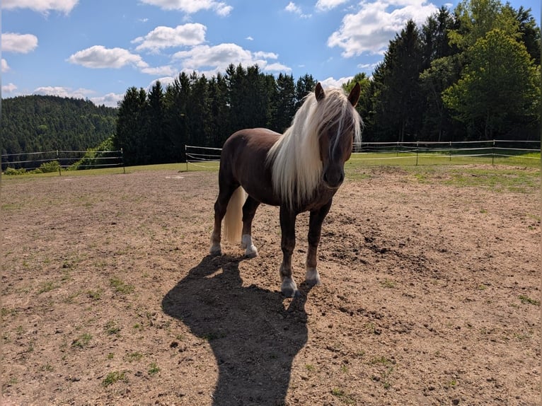 South German Coldblood Stallion 5 years Chestnut-Red in Rettenbach