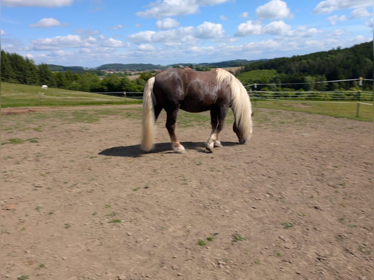 South German Coldblood Stallion 5 years Chestnut-Red in Rettenbach