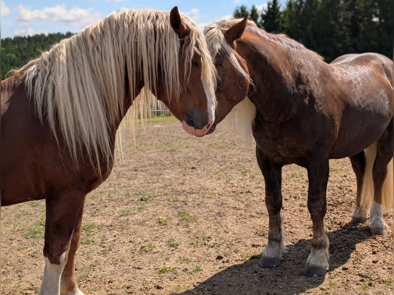 South German Coldblood Stallion 5 years Chestnut-Red in Rettenbach