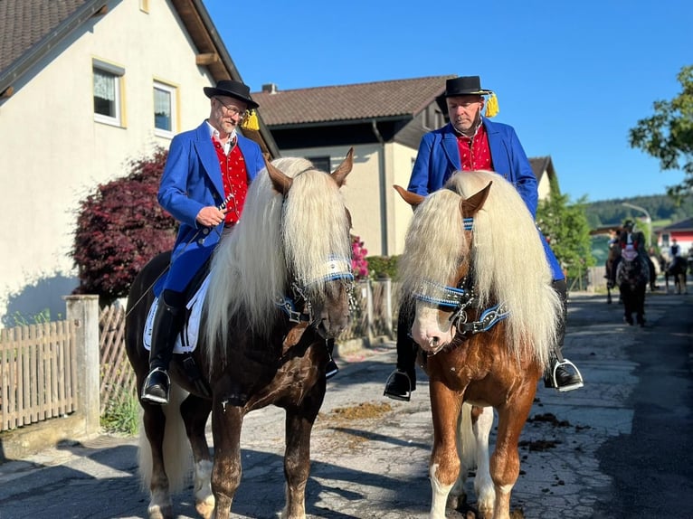 South German Coldblood Stallion 5 years Chestnut-Red in Rettenbach