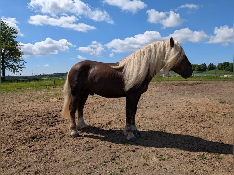 South German Coldblood Stallion 5 years Chestnut-Red in Rettenbach