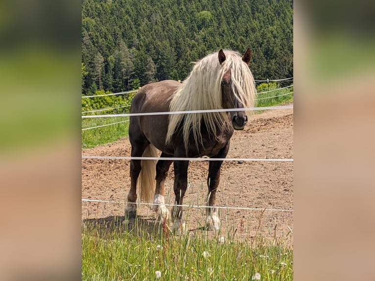 South German Coldblood Stallion 5 years Chestnut-Red in Rettenbach