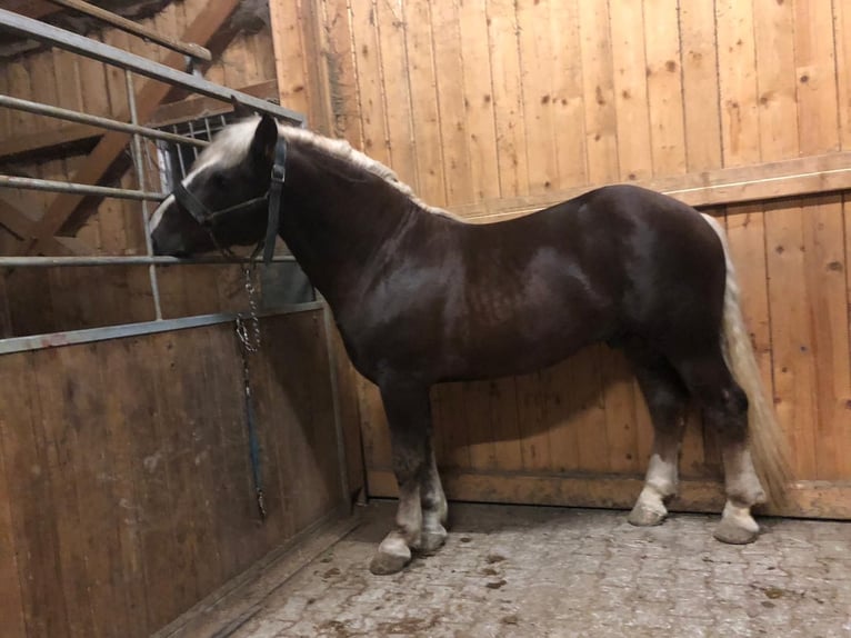 South German Coldblood Stallion 6 years 16 hh Chestnut in Arrach