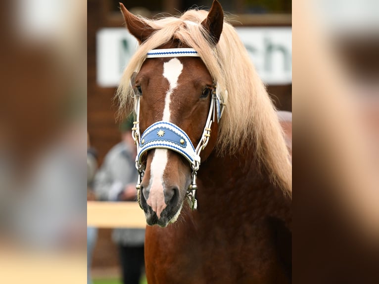 South German Coldblood Stallion 7 years Chestnut in Möttingen