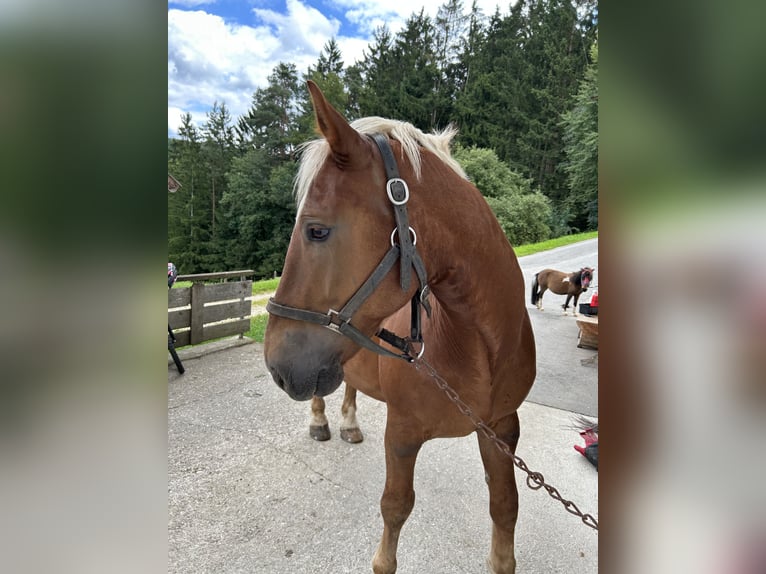 South German Coldblood Stallion 8 years 15,2 hh Chestnut-Red in Viechtach