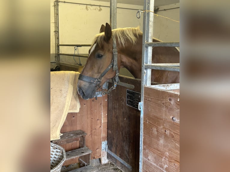 South German Coldblood Stallion 8 years 15,2 hh Chestnut-Red in Viechtach
