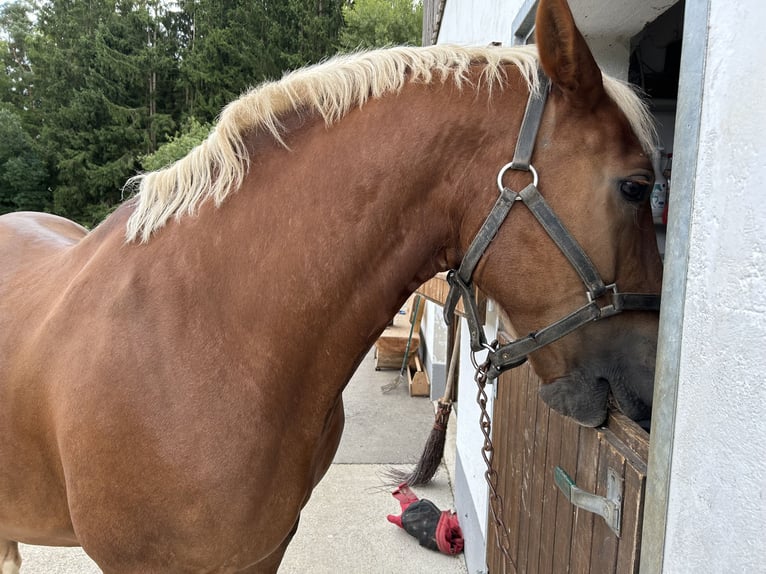 South German Coldblood Stallion 8 years 15,2 hh Chestnut-Red in Viechtach