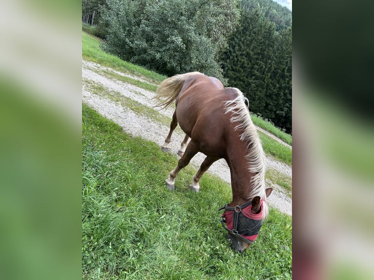 South German Coldblood Stallion 8 years 15,2 hh Chestnut-Red in Viechtach