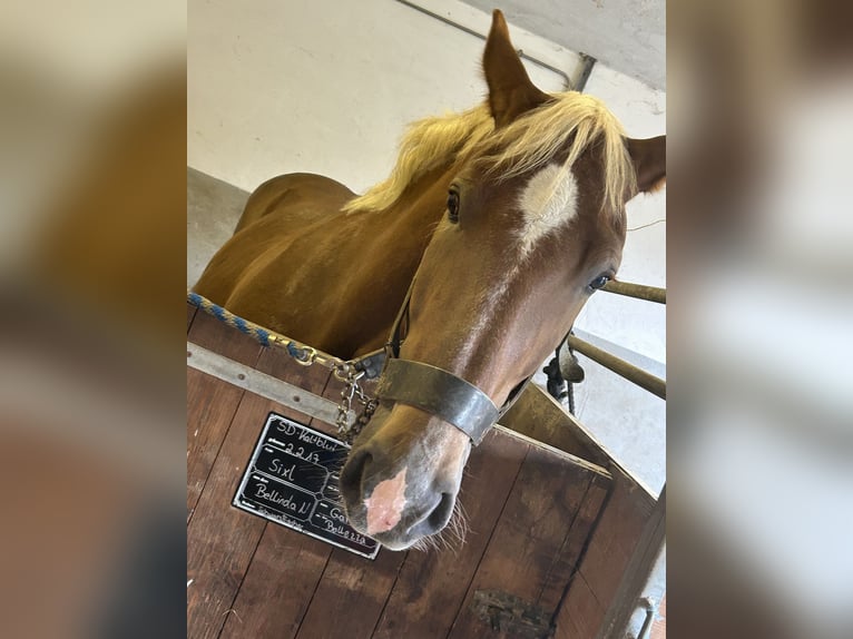 South German Coldblood Stallion 8 years 15,2 hh Chestnut-Red in Viechtach