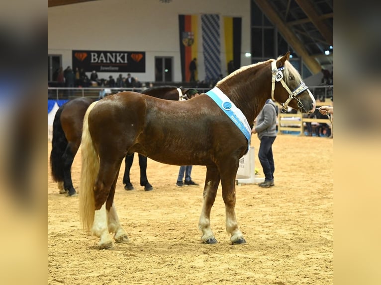 South German Coldblood Stallion Chestnut in Zierenberg