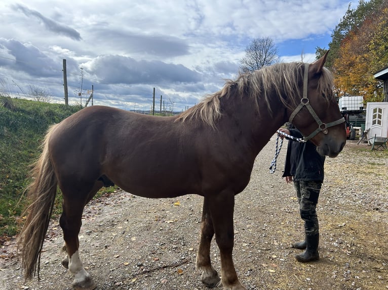 South German Coldblood Stallion Chestnut in TettnangTettnang