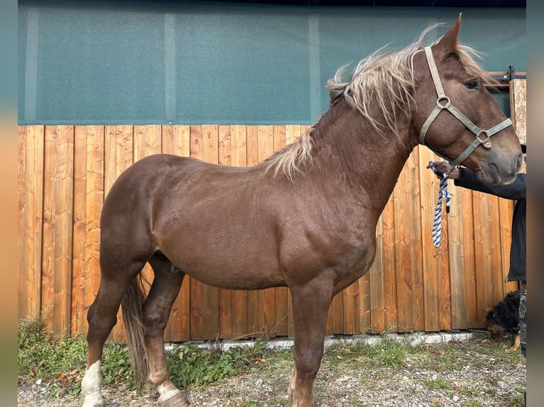 South German Coldblood Stallion Chestnut in TettnangTettnang