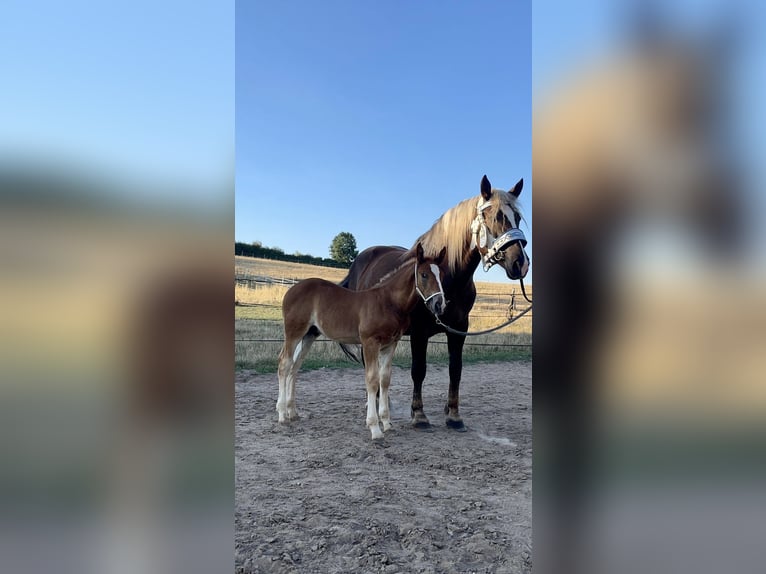 South German Coldblood Stallion Chestnut in TettnangTettnang