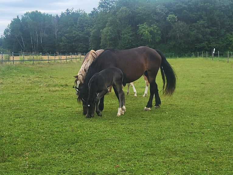 South German Coldblood Stallion Foal (05/2024) 16,1 hh Black in Ampfing