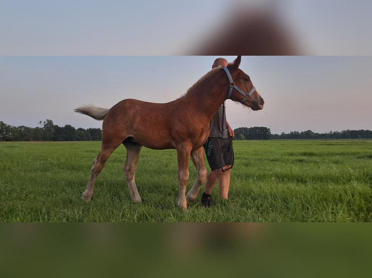 South German Coldblood Stallion Foal (04/2025) 16,1 hh Chestnut in Byhleguhre-Byhlen