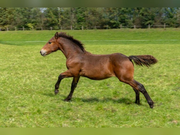 South German Coldblood Stallion Foal (05/2024) Bay-Dark in Fischen